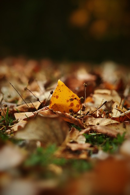 入了新的活 入了新的活