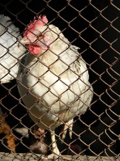 世界杯征程 世界杯征程