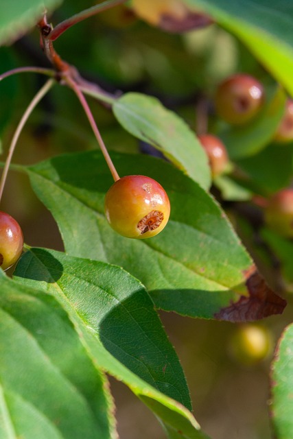 借核心球员 借核心球员
